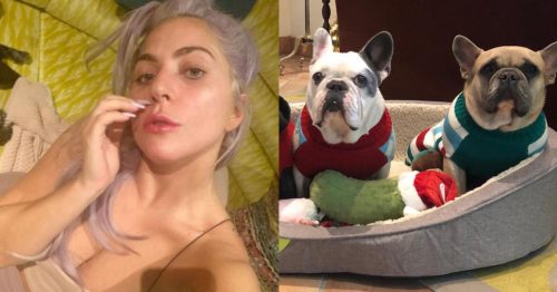 Lady Gaga-roubo cães