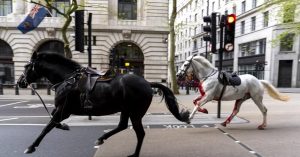 Cavalos ensanguentados das forças armadas saem descontrolados pelas ruas