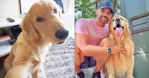 Gol suspende transporte de animais após morte do cachorro Joca