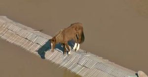 Após 4 dias ilhado, cavalo Caramelo é resgatado com vida no Rio Grande do Sul