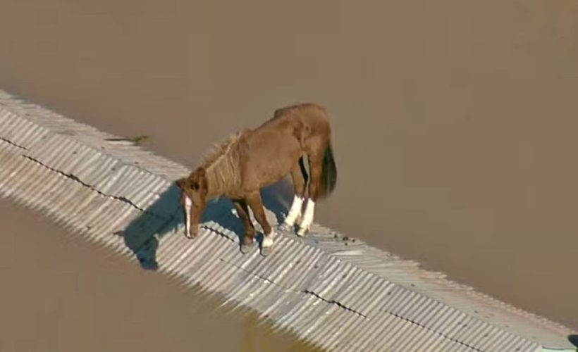 Cavalo ilhado - Rio Grande do Sul