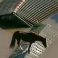 cavalo - Rio Grande do Sul