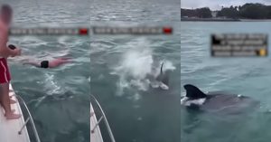 Homem é multado após pular de barriga em cima de baleias orcas