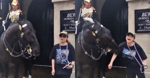 Turista - mordida cavalo realeza britânica