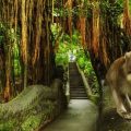 Floresta dos Macacos - Bali - Indonésia