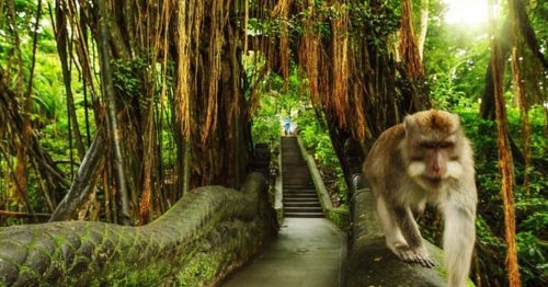 Floresta dos Macacos - Bali - Indonésia