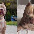 Ragnar - pitbull - morreu