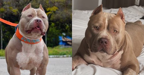 Ragnar - pitbull - morreu