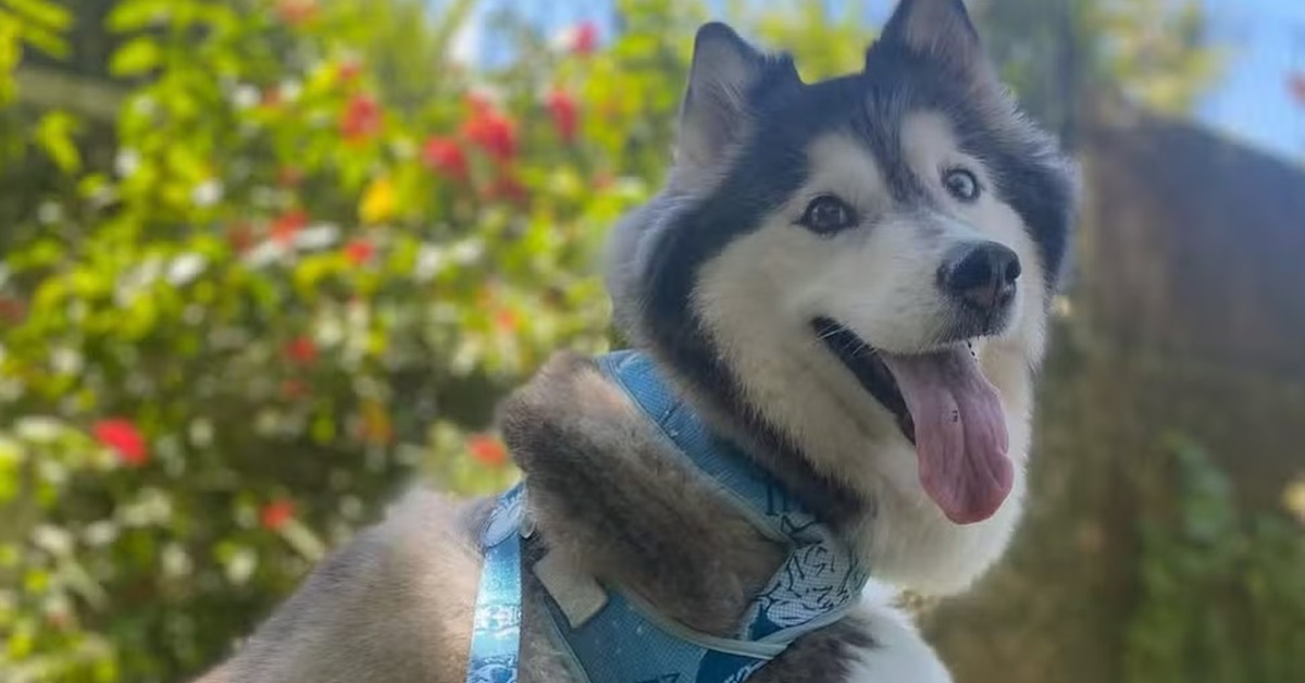 Cachorro de Gracyanne - desaparecido